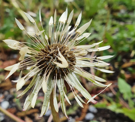 distel