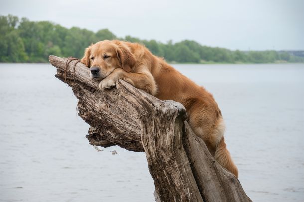 Homöopathie_für_Tiere_Praan