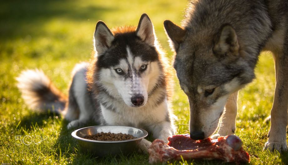 Hund-&-Wolf-Vergleich-Ernährung_Praan